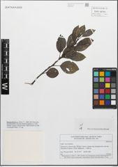 Foto von Salix myrsinifolia Salisb.